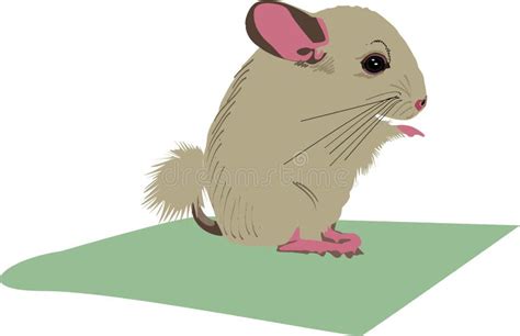 Chinchilla Stock Illustrations 688 Chinchilla Stock Illustrations