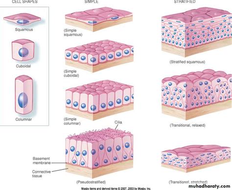 Glandular Epithelium The Different Types And Their Fu