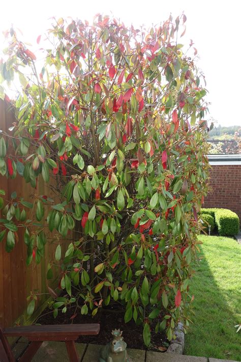 Red Robin Plant Drooping Leaves Hi This Is My Red Robin The Leaves