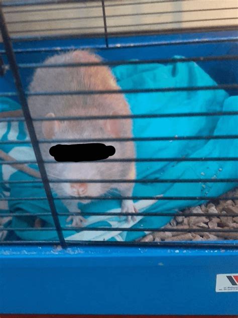 Sentenced For Jail For Attacking Another Rat Rrats