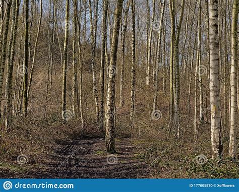 Muddy Hiking And Biking Trail Through A Birch Forest Near Mons Stock Photo - Image of biking 