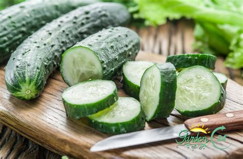 Top 15 Heirloom Cucumbers To Grow Garden 24h