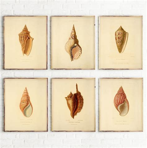 Vintage Sea Shell Art Printsea Shell Decor Digital Print Etsy Shell