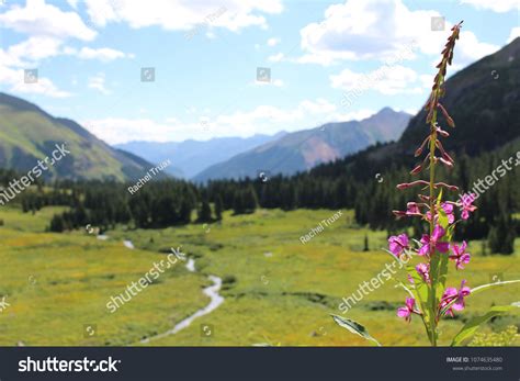 43 Mountain Wildflowers Desktop Background Images Stock Photos