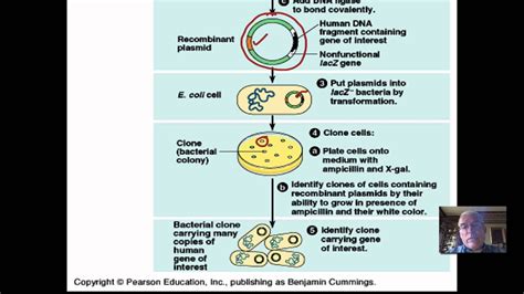 Describe The Process Of Bacterial Transformation Using A Plasmid Jake