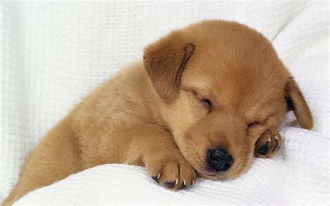 Cute Sleeping Dog Wallpaper 2560x1600 12525