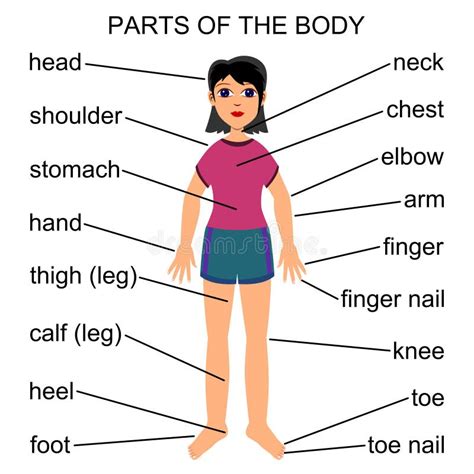 Parts Of The Body Stock Illustration Illustration Of Education 21767394