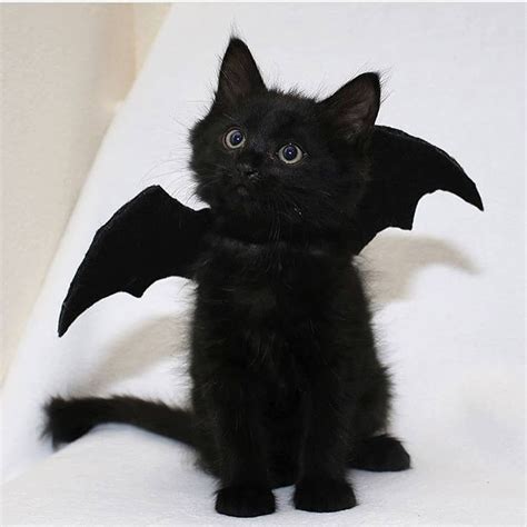 Batcat Photo By Love2foster Cute Cats Pretty Cats Baby Cats