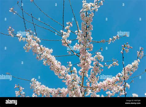 Istanbulturkeya Cherry Blossom Is The Flower Of Any Of Several Trees