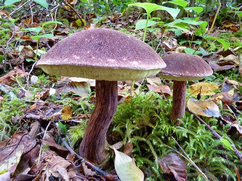 Brown Velvet Boletus Mirabilis Meronwood