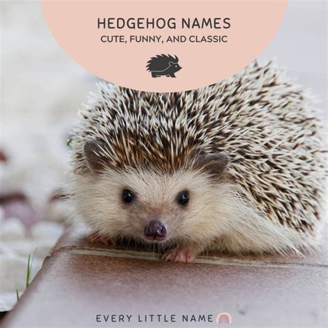 170 Best Hedgehog Names Cute Funny And Classic Every Little Name