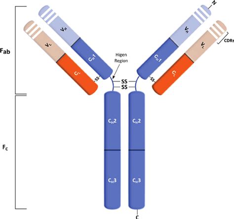 Schematic Representation Of An Immunoglobulin G Igg Mab Structure