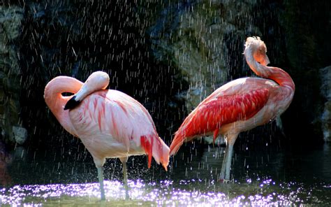 Wallpaper 2560x1600 Px Animals Birds Flamingos 2560x1600 Goodfon