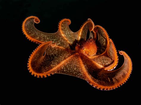 Giant Pacific Octopus Octonation