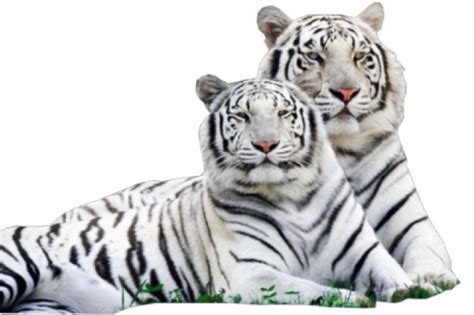 Download Hd White Tiger Png White Tiger Png Png Transparent Png Image