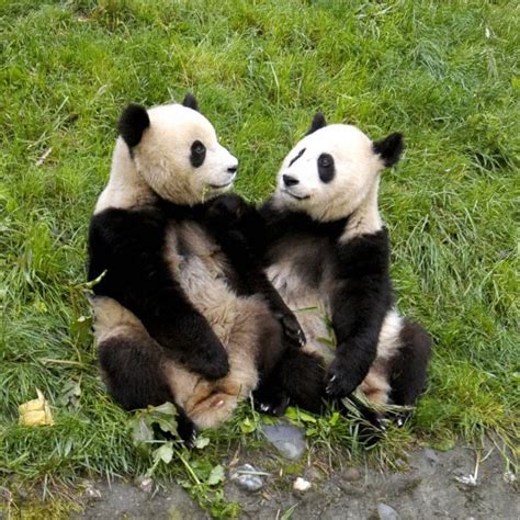 Pandas Have A Romantic Type Too Science Of Us