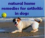 Dog Hip Arthritis Home Remedies