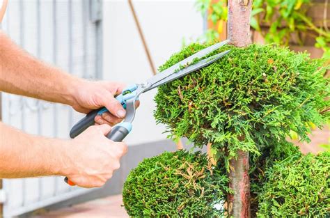 The Ultimate Tree And Shrub Pruning Guide Tips Techniques And Tools