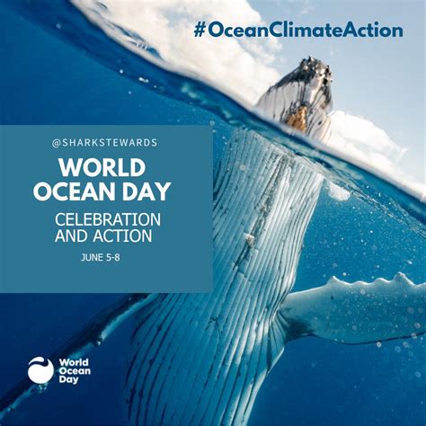 World Oceans Day With Shark Stewards Shark Stewards