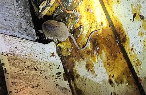 Restaurant Inspection Update Dead Rodents Yellow Slime And Dodgy