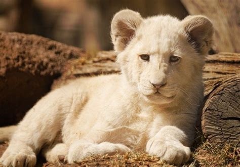 Rare Leucism White Lion Cub Photographed At Kruger Wildlife Reserve