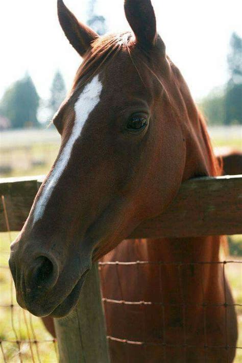 Pin By Antonia M Johnson On Brown Beauty Horses Pretty Horses