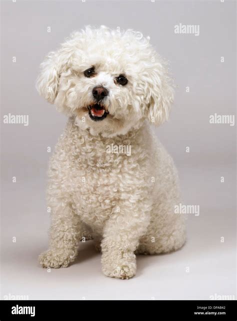 Dog Bichon Frise Adult Sitting Hi Res Stock Photography And Images Alamy