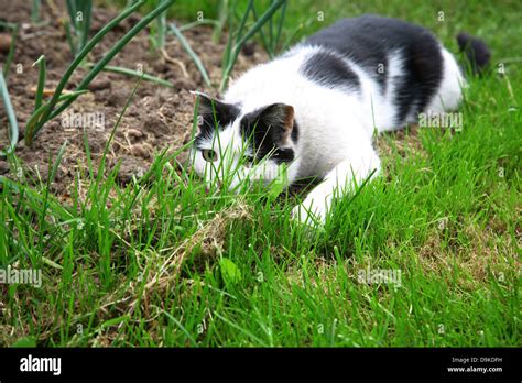 Black White Cat Hunting And Ready To Jump Out Of Green Grass Stock