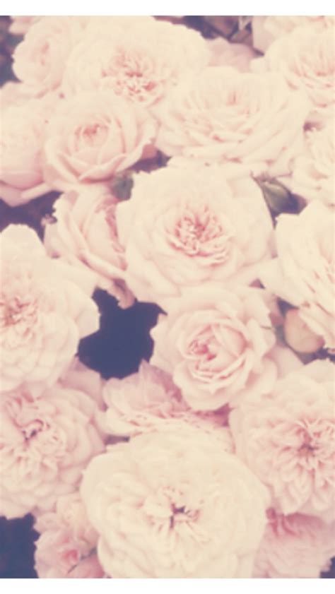 Phone Backgrounds Overlays Plants Flowers Roses Wallpapers Pink