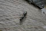 Pictures of Are Carpenter Ants Small