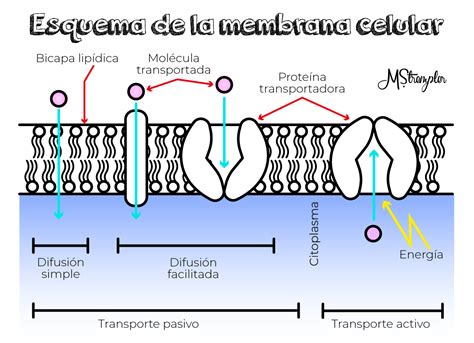 Membrana Plasmática Descarga 3 Transporte De Moléculas Pequeñas