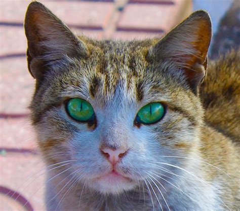 Cats With Green Eyes Images Cat Meme Stock Pictures And Photos