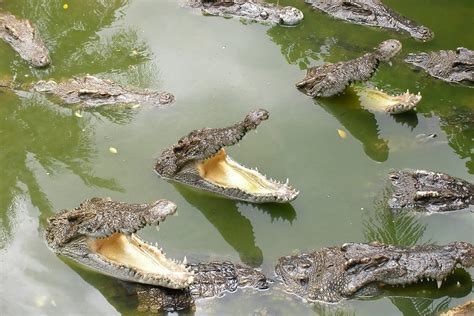 Do Crocodiles Live In Swamps Fauna Facts