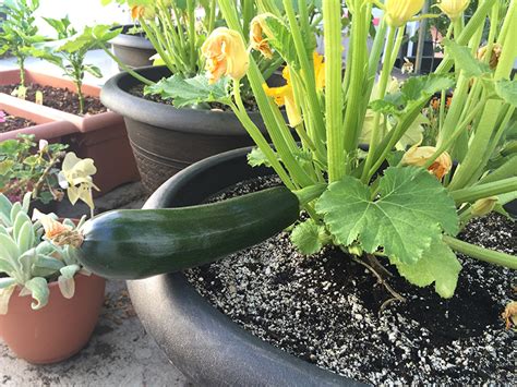 Freezing zucchini is a great option for people with a large zucchini harvest from their garden. How To Grow Black Beauty Zucchini | THE JOY BLOG