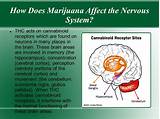 How Does Marijuana Affect The Body Images