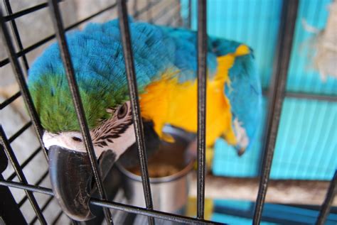 Companion Animals News And Facts By World Animal Foundation Birds In Cages