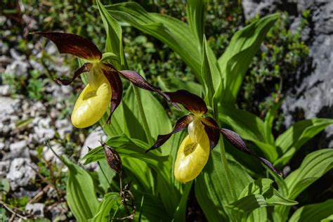 In Search Of The Lady Slipper Orchid Colletts