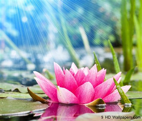 Lotus Flower Backgrounds Wallpaper Cave