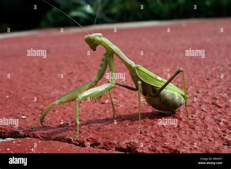 Long Legged Praying Mantis Hi Res Stock Photography And Images Alamy