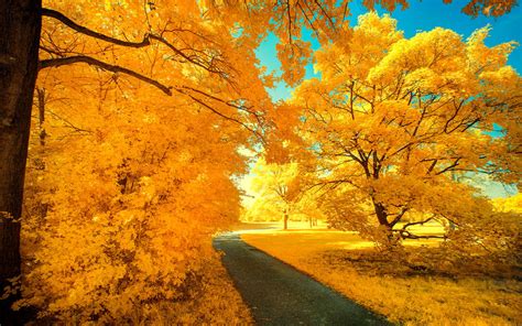 Yellow Trees Part Vii By Myinqi On Deviantart