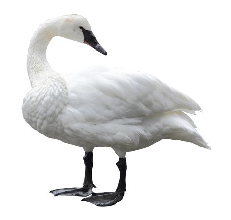 Swan White Png Image Swan Art Drawings For Kids Free Png