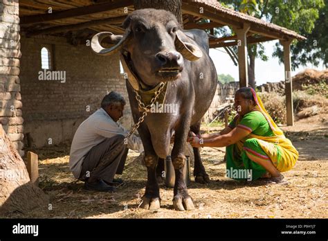 La Traite Dune Femme Leur Vache Sur Sa Ferme à Ahmedabad Inde Photo Stock Alamy