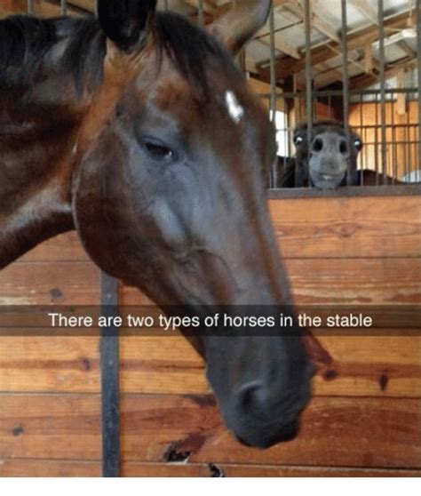 Funny Horse Memes Of 2017 On Sizzle 9gag