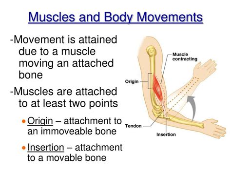 Ppt Chapter 6 The Muscle Anatomy Powerpoint Presentation Free