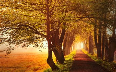 Autumn Dawn Trees Road Fog Hd Wallpapers Nature Desktop