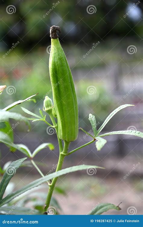 Okra Plant Stock Image Image Of Vegan Vegetable Abelmoschus 198287425