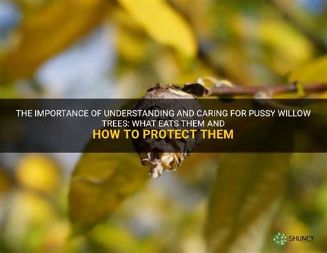 The Importance Of Understanding And Caring For Pussy Willow Trees What Eats Them And How To