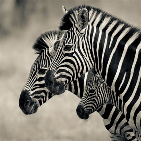 Zebras Animals Photo 31894548 Fanpop