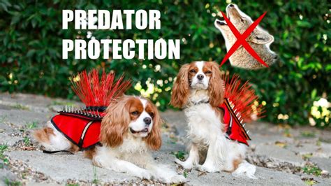 How To Keep Your Dog Safe From Coyotes And Predators Coyote Vest