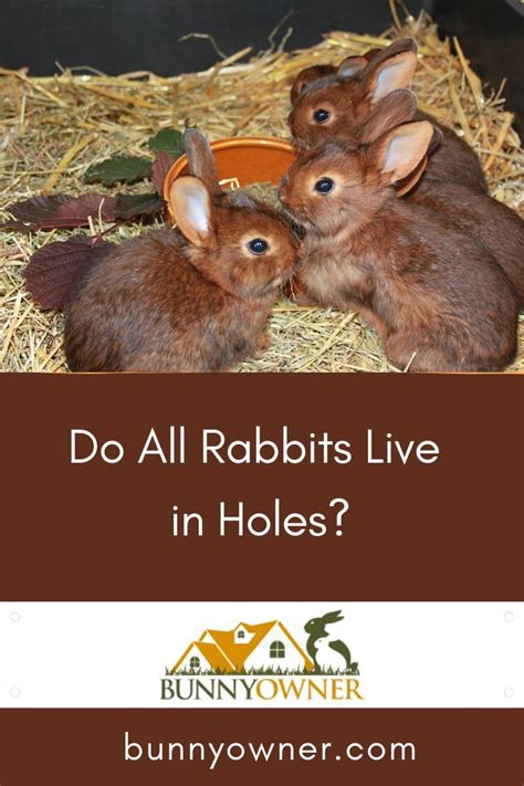 Do All Rabbits Live In Holes Pet Rabbit Care Rabbit Pet Rabbit